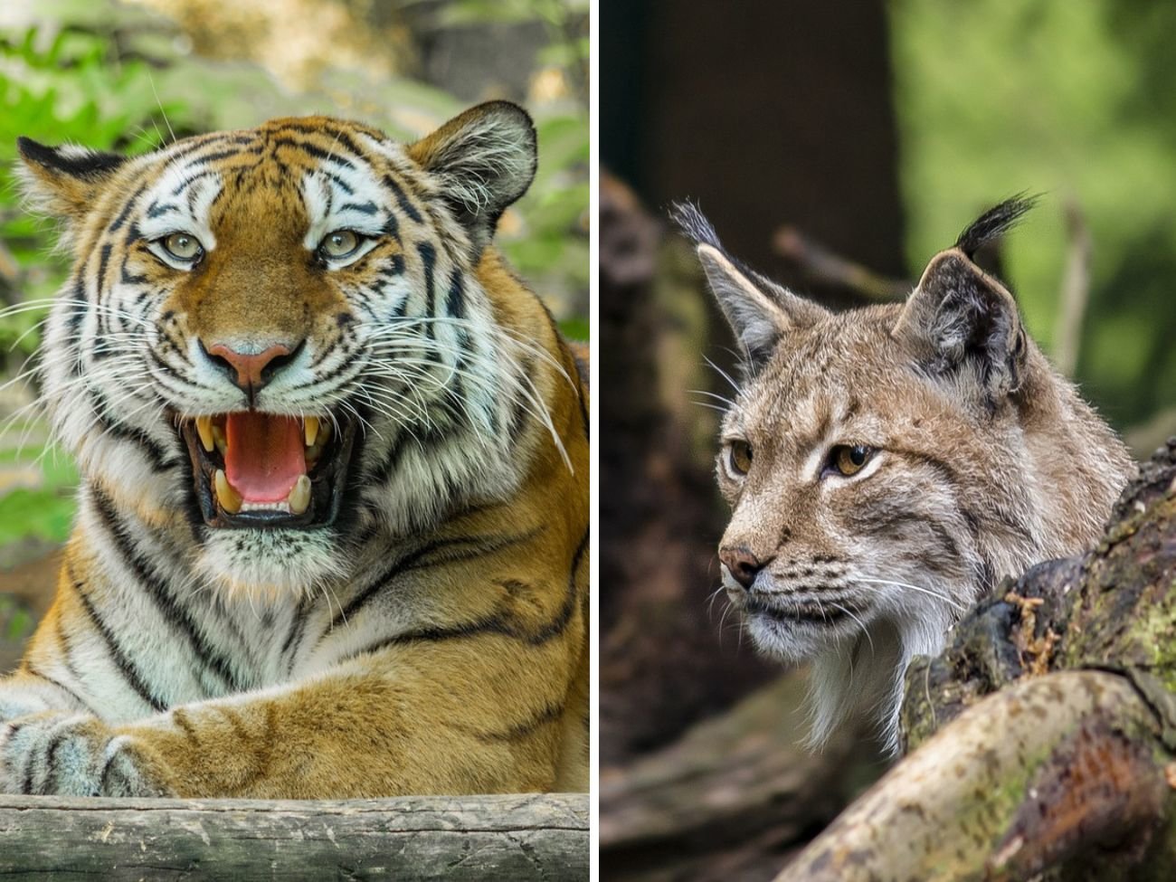 Co łączy tygrysa azjatyckiego i polskiego rysia? Oba gatunki polują w nocy