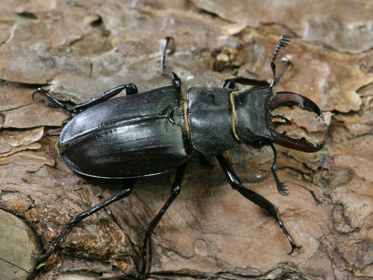 Jelonek rogacz – olbrzym wśród chrząszczy. Jego larwa rozwija się nawet kilka lat