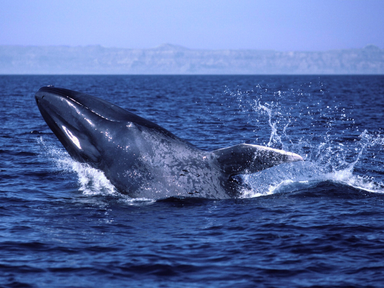 Płetwal błękitny – największe zwierzę na Ziemi. Pojawia się w Bałtyku
