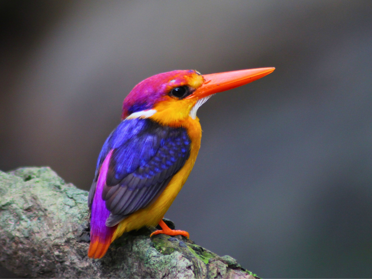 Najpiękniejsze ptaki świata. Można je spotkać także w Polsce