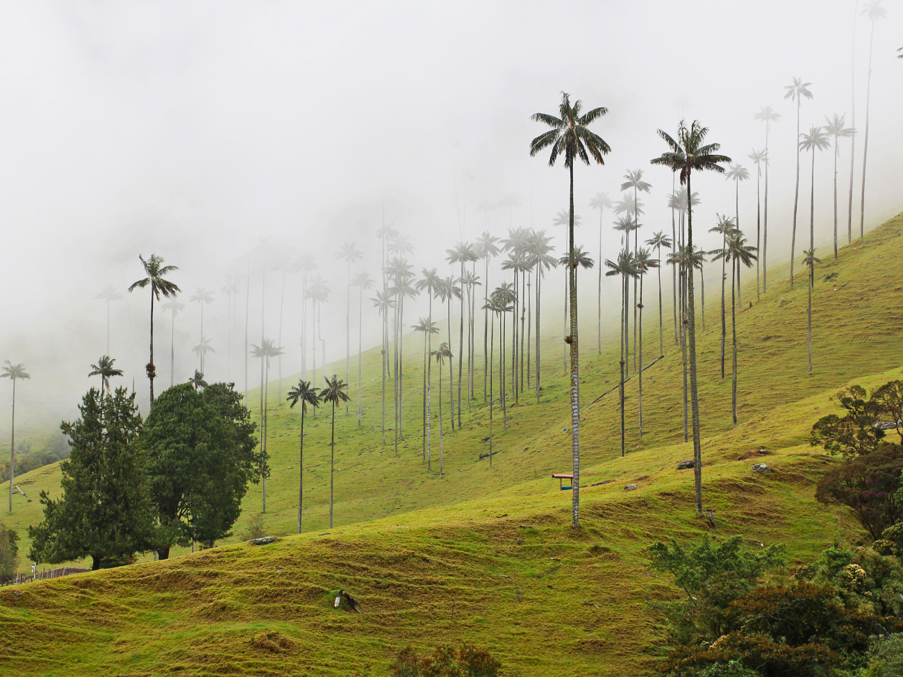 Najwyższe palmy na świecie. Czym jeszcze zaskakuje Dolina Cocora w Kolumbii?