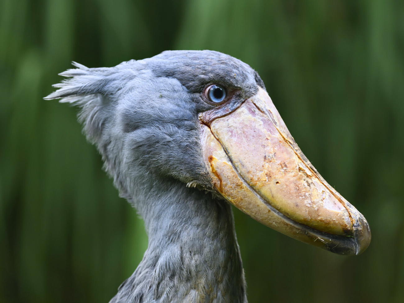 Trzewikodziób - jeden z najdroższych ptaków na świecie. Jest rzadkością nawet w zoo