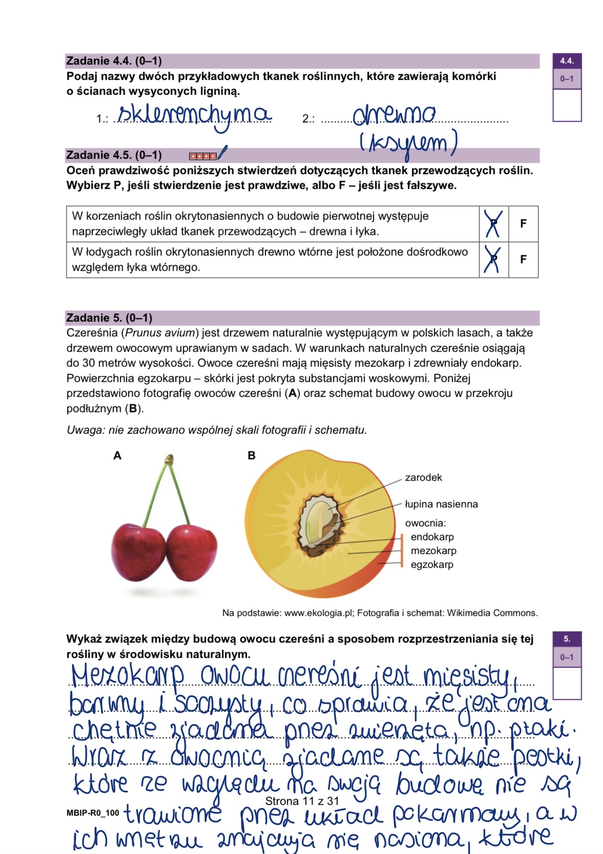 Matura styczeń 2026. Biologia, poziom rozszerzony – strona 11