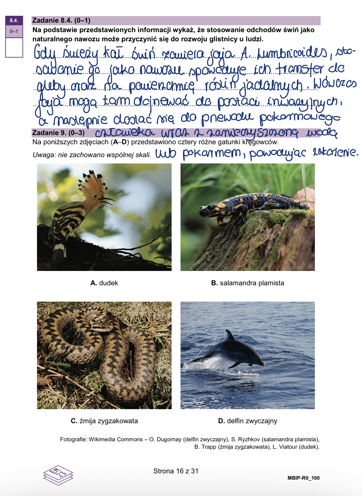 Matura styczeń 2026. Biologia, poziom rozszerzony – strona 16