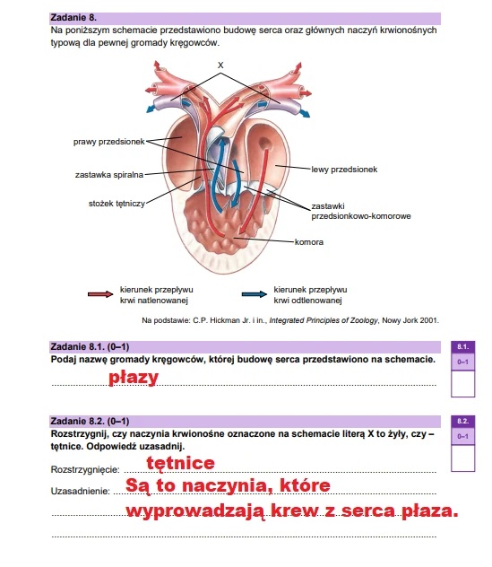 Matura maj 2025. Biologia, poziom rozszerzony – strona 13