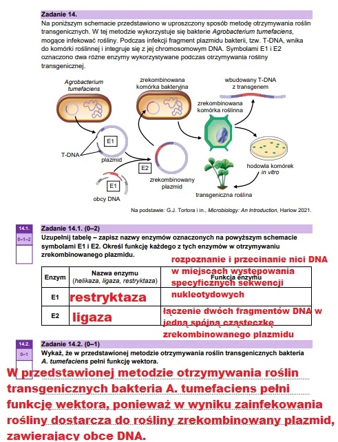 Matura maj 2025. Biologia, poziom rozszerzony – strona 22