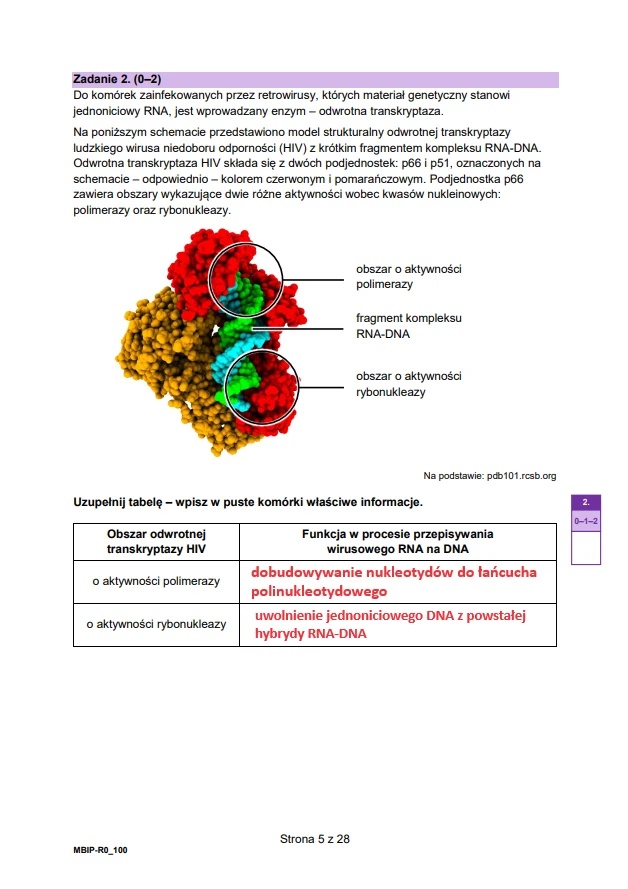 Matura maj 2024. Biologia, poziom rozszerzony – strona 5