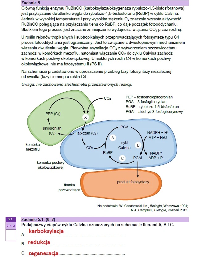 Matura maj 2023. Biologia, poziom rozszerzony – strona 10