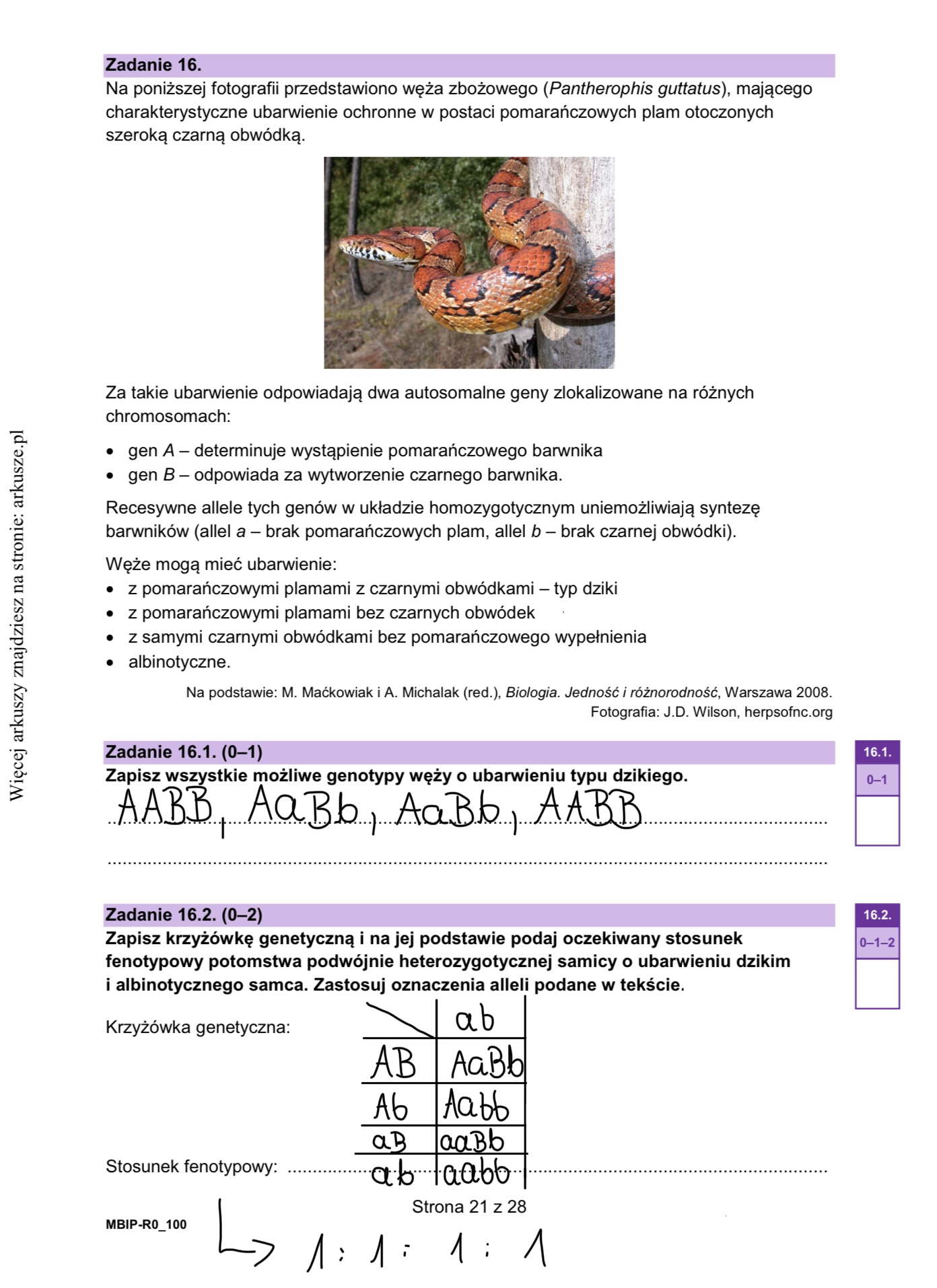 Matura próbna grudzień 2024. Biologia, poziom rozszerzony – strona 18