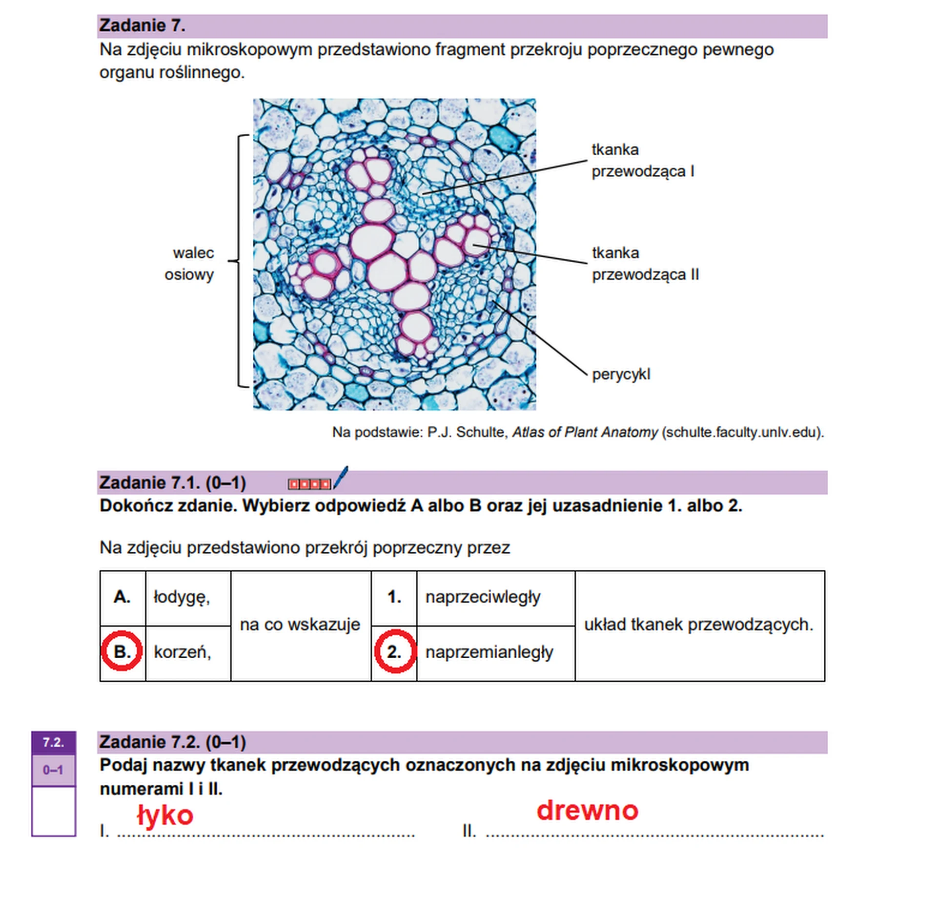 Matura maj 2026. Biologia, poziom rozszerzony – zadanie 7