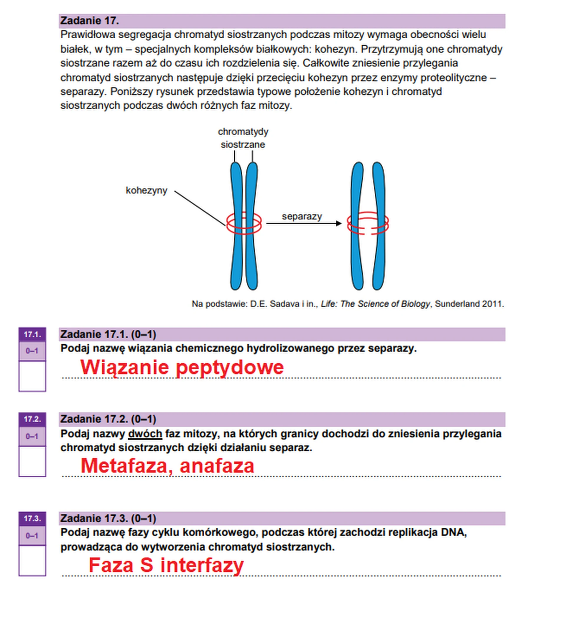 Matura maj 2026. Biologia, poziom rozszerzony – zadanie 17