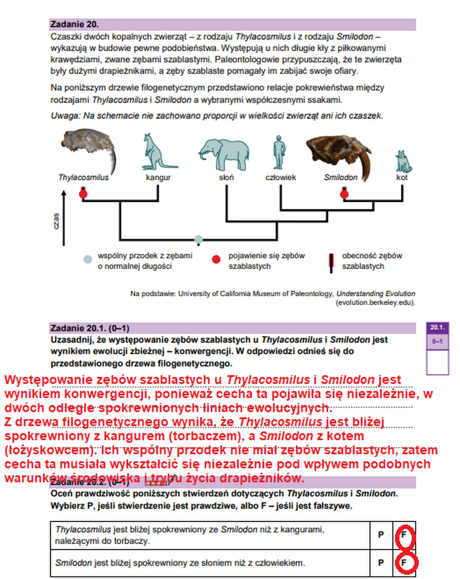 Matura maj 2026. Biologia, poziom rozszerzony – zadanie 20